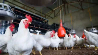 WHO Confirms 1st Human Death from New Bird Flu Strain