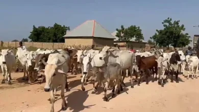 Lagos butchers lament as cow prices soar to N1.7m