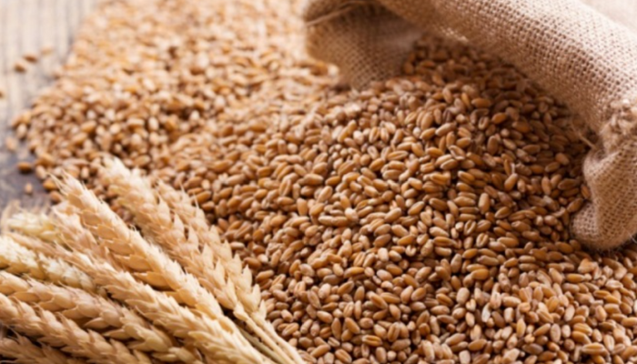 UN distributes Ukrainian wheat to 68,389 households in Katsina State