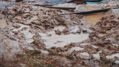 Soil Bacteria Outbreak Claims 14 Lives in Flood-Ravaged Queensland, Australia