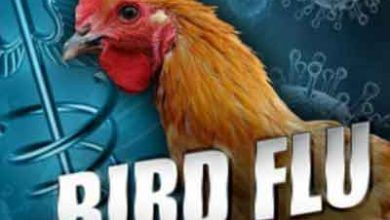 Bird Flu Outbreaks Strike Japanese Farms