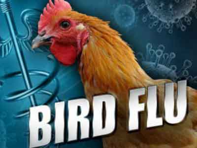 Bird Flu Outbreaks Strike Japanese Farms