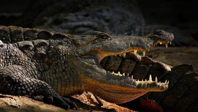 Crocodile Mauls Indonesia Plantation Worker To Death