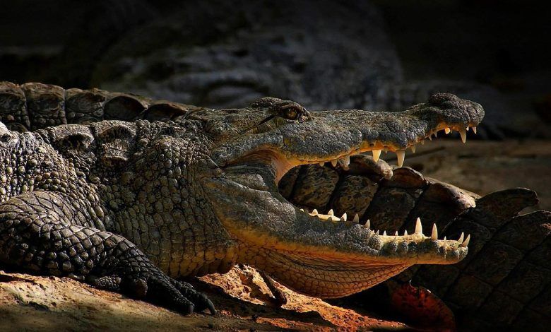 Crocodile Mauls Indonesia Plantation Worker To Death