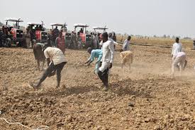 Katsina Records 99.74% Success Rate in 2023/2024 Dry Season Wheat Harvest