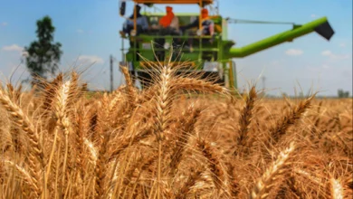 Fg And Cross River Subsidise Wheat Production For 500 Farmers