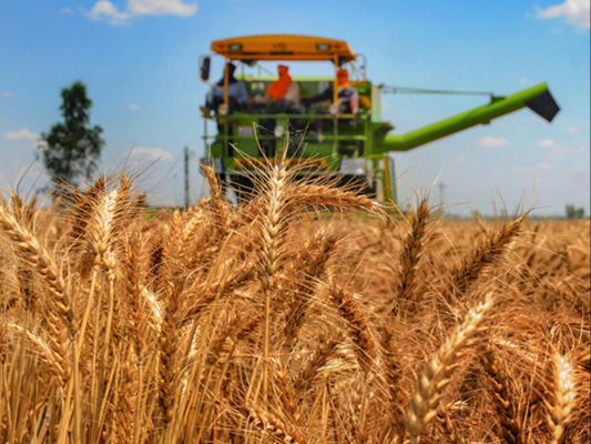 Fg And Cross River Subsidise Wheat Production For 500 Farmers