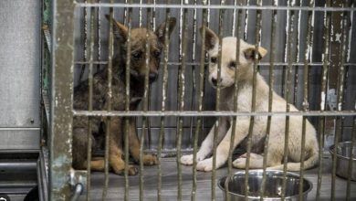 Fire Kills Dozens Of Dogs In Japan